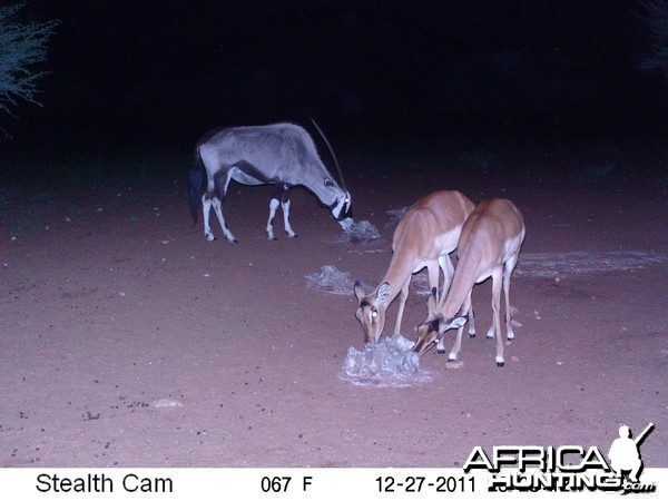 Trail Camera Namibia