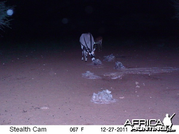 Trail Camera Namibia