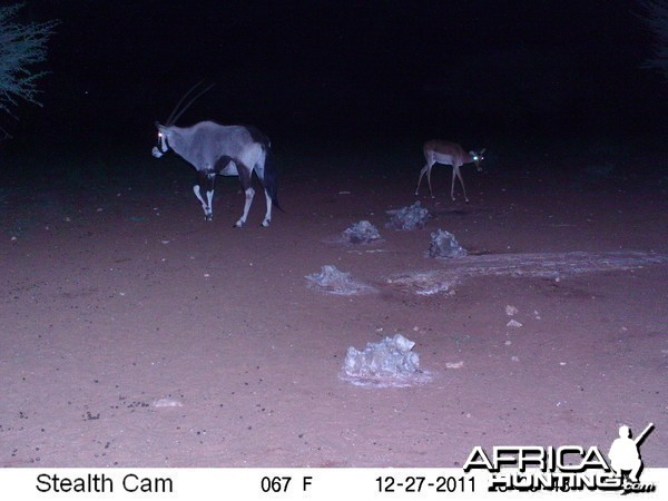 Trail Camera Namibia