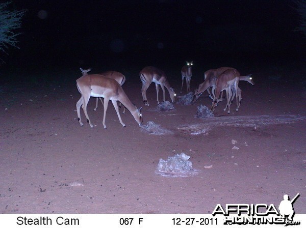 Trail Camera Namibia