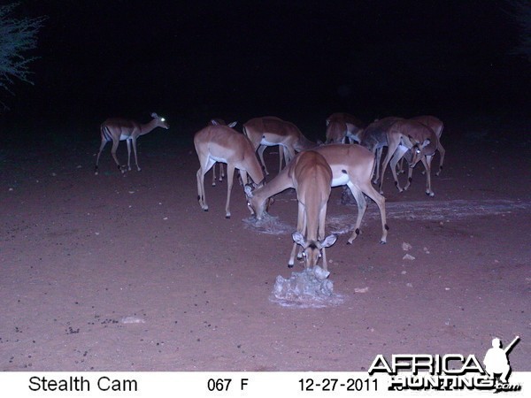 Trail Camera Namibia