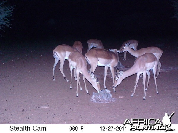 Trail Camera Namibia