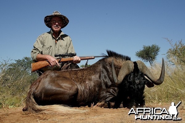 Black Wildebeest