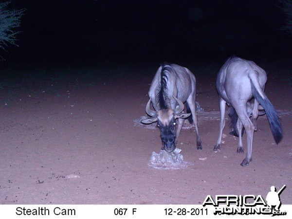 Trail Camera Namibia