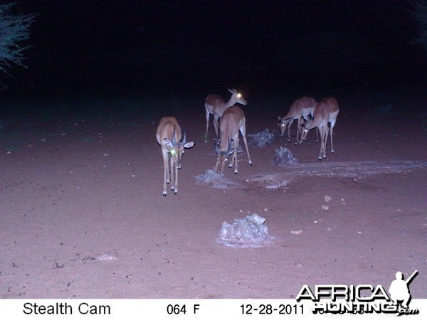 Trail Camera Namibia