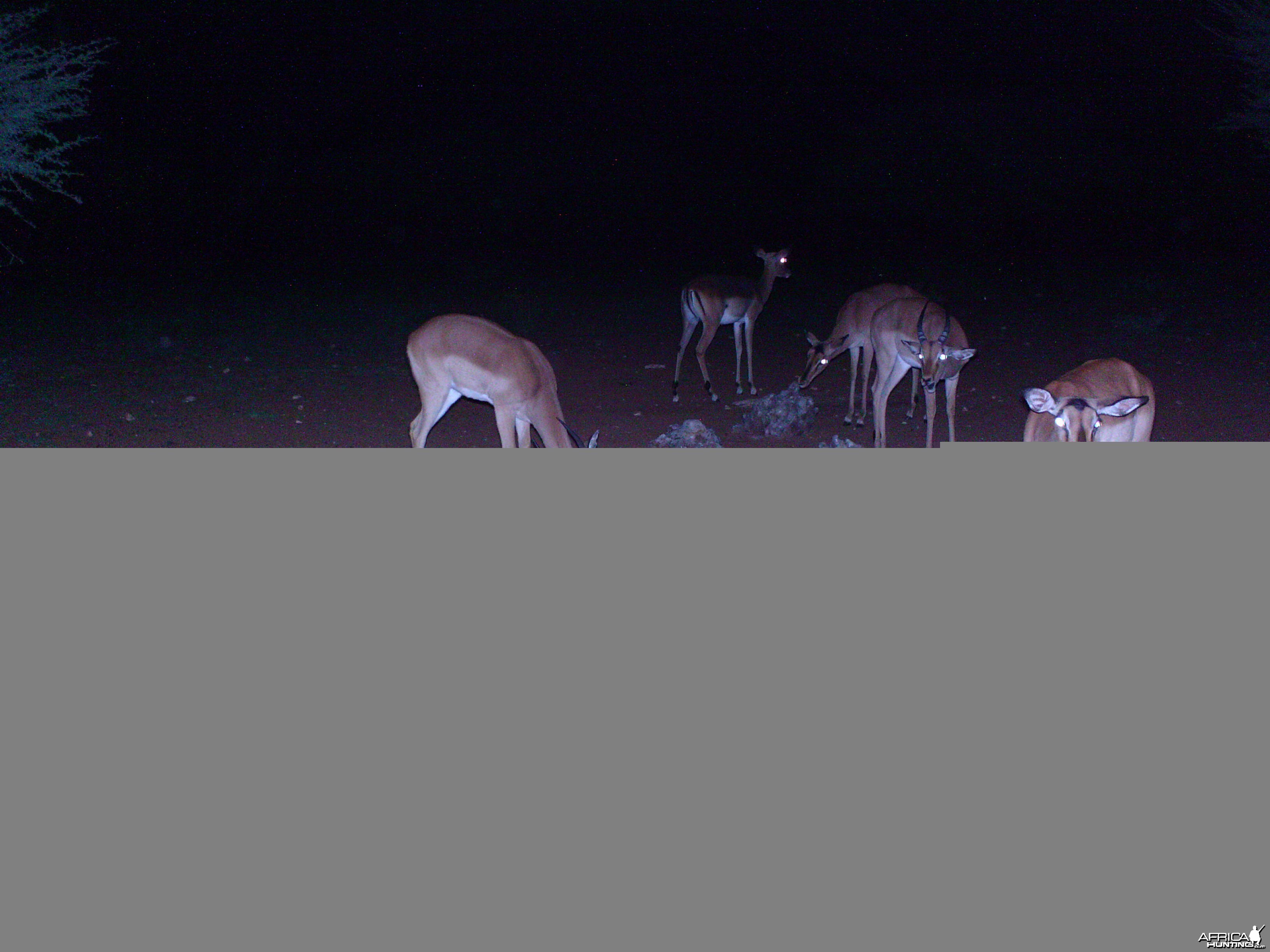 Trail Camera Namibia