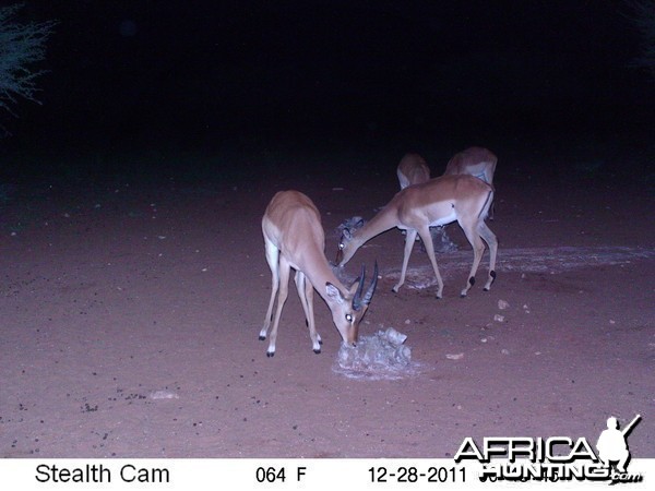 Trail Camera Namibia