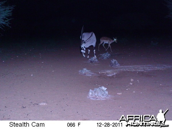 Trail Camera Namibia