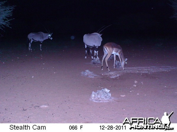 Trail Camera Namibia