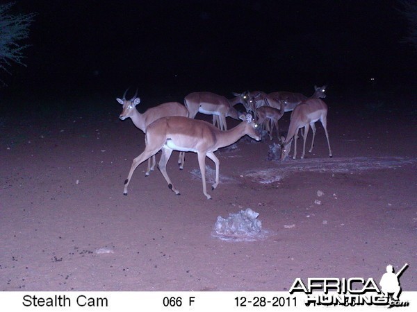 Trail Camera Namibia