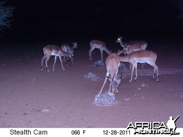 Trail Camera Namibia