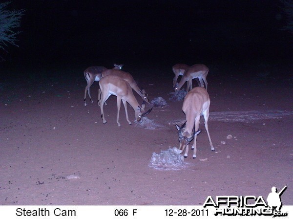 Trail Camera Namibia