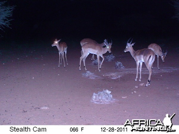 Trail Camera Namibia