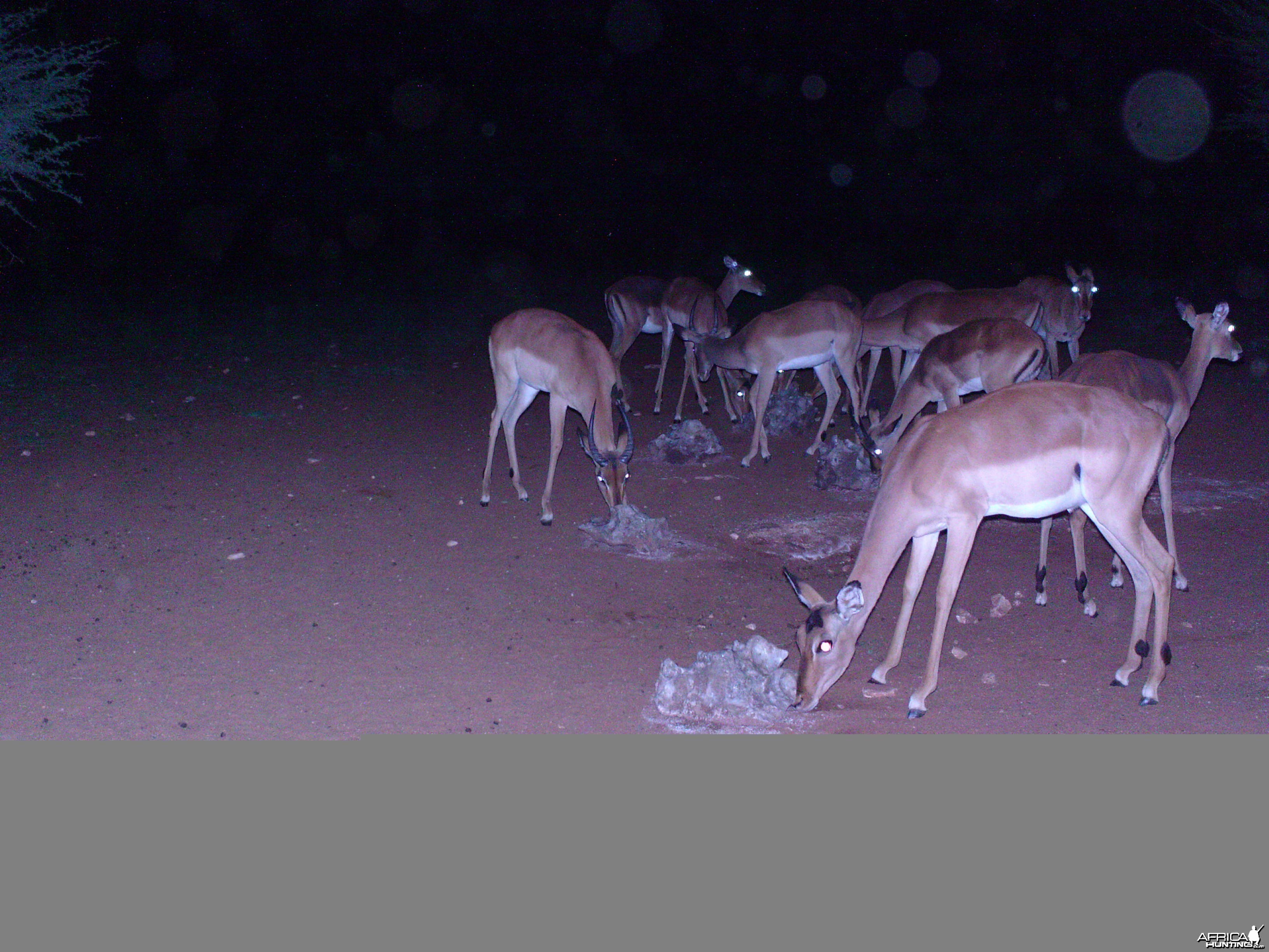 Trail Camera Namibia