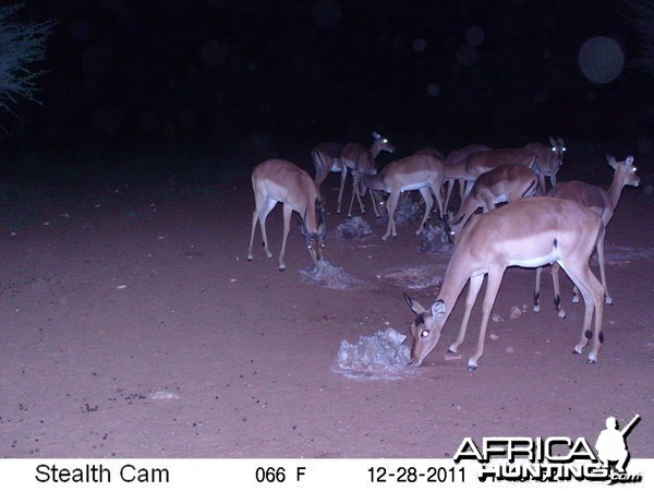 Trail Camera Namibia