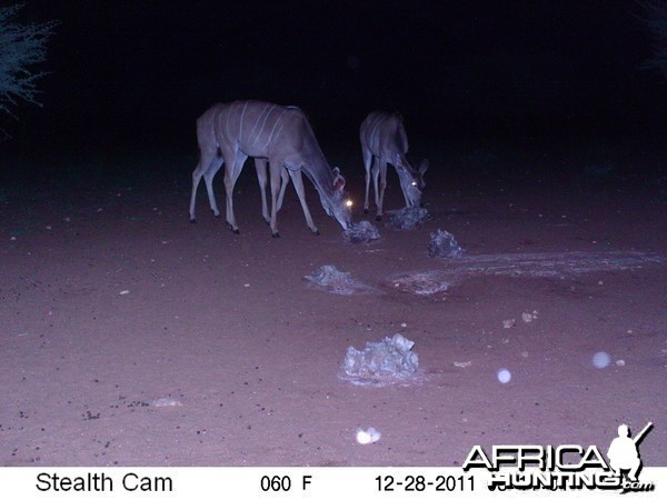 Trail Camera Namibia