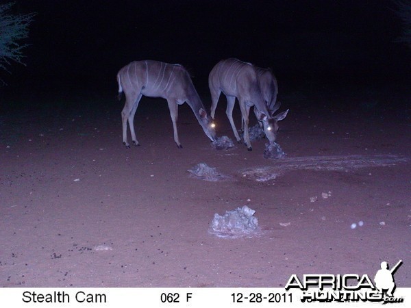 Trail Camera Namibia