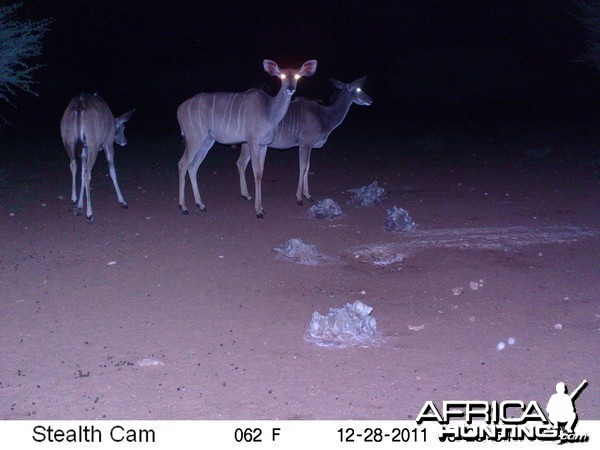 Trail Camera Namibia