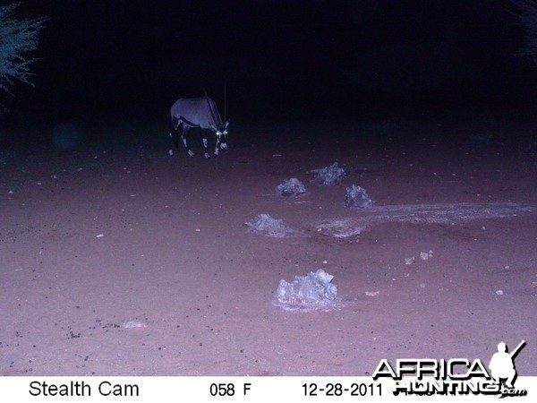 Trail Camera Namibia