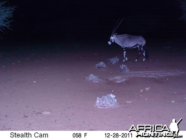 Trail Camera Namibia