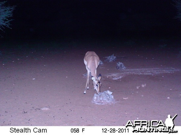 Trail Camera Namibia