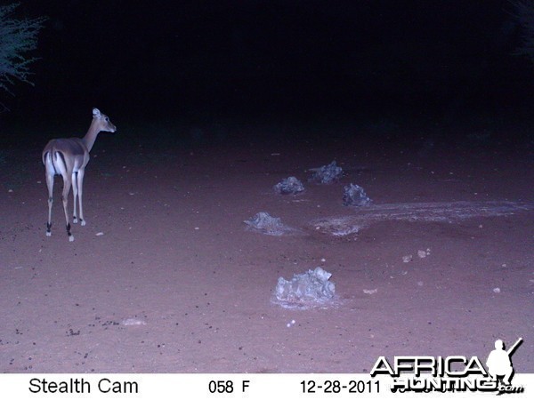 Trail Camera Namibia