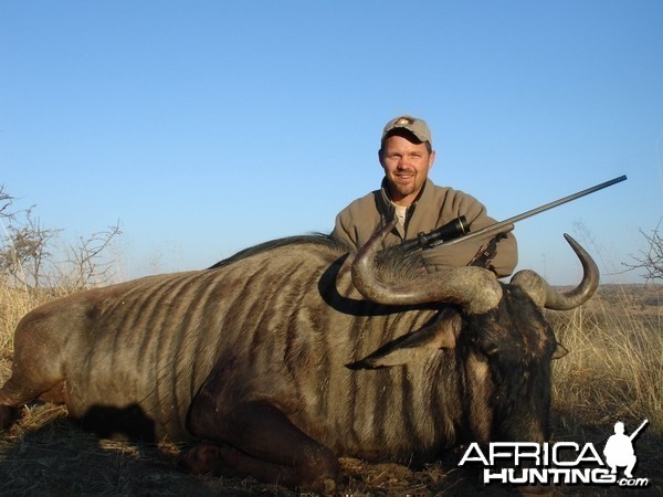 Blue Wildebeest