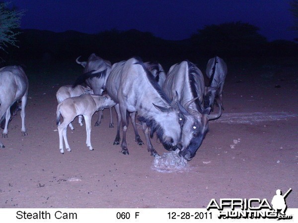 Trail Camera Namibia