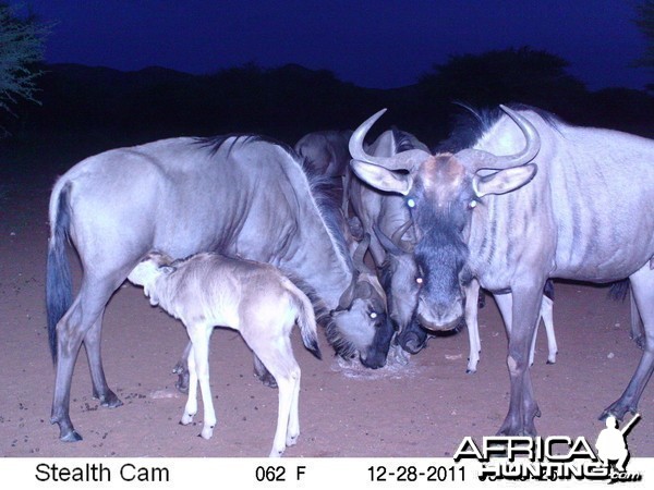 Trail Camera Namibia