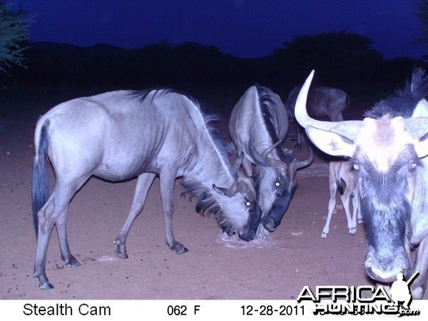 Trail Camera Namibia