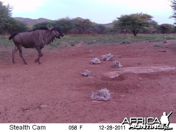 Trail Camera Namibia