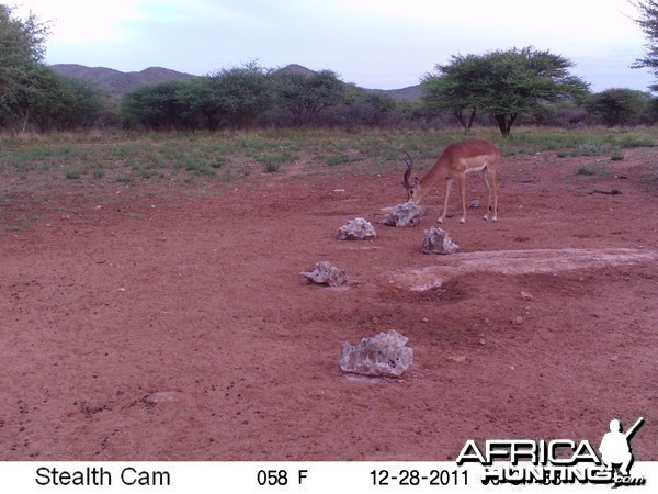 Trail Camera Namibia