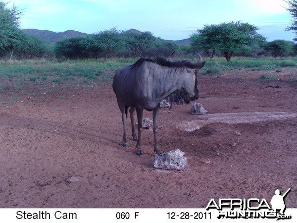 Trail Camera Namibia