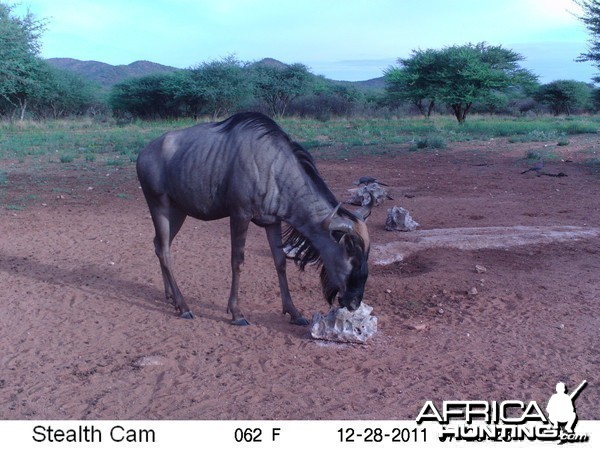 Trail Camera Namibia