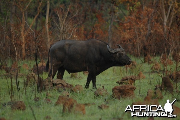 Old buffalo bull in the late afternoon