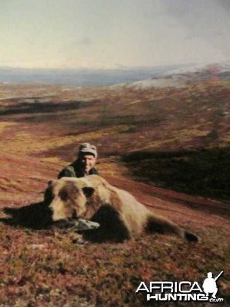 Alaska brown Bear