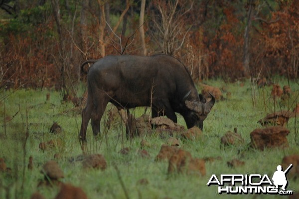 The old bull feeding