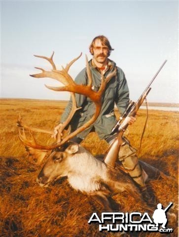 Alaskan Barren Ground Caribou