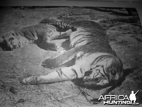 Rare Tiger hunting photographs from 1895 to 1907