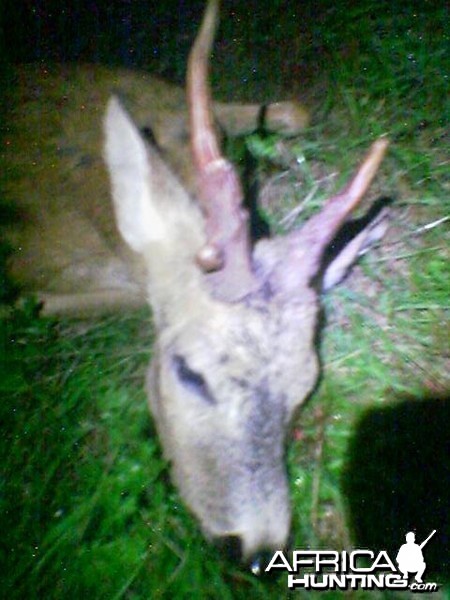 Roebuck