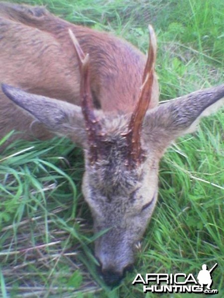 Roebuck