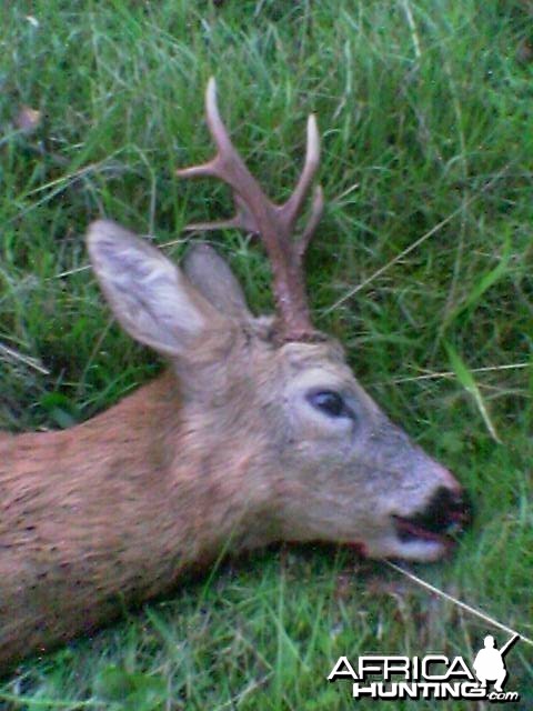 Roebuck