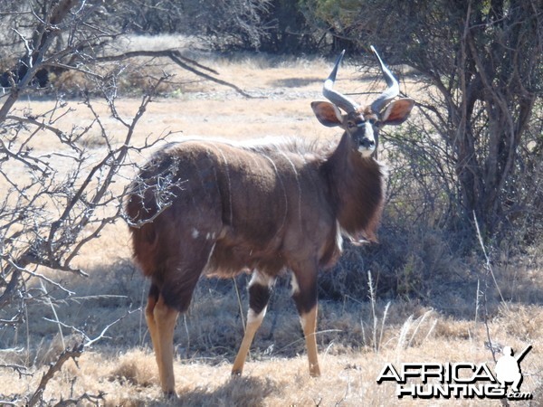 Nyala