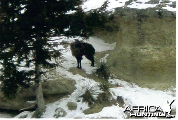 tahr in wild