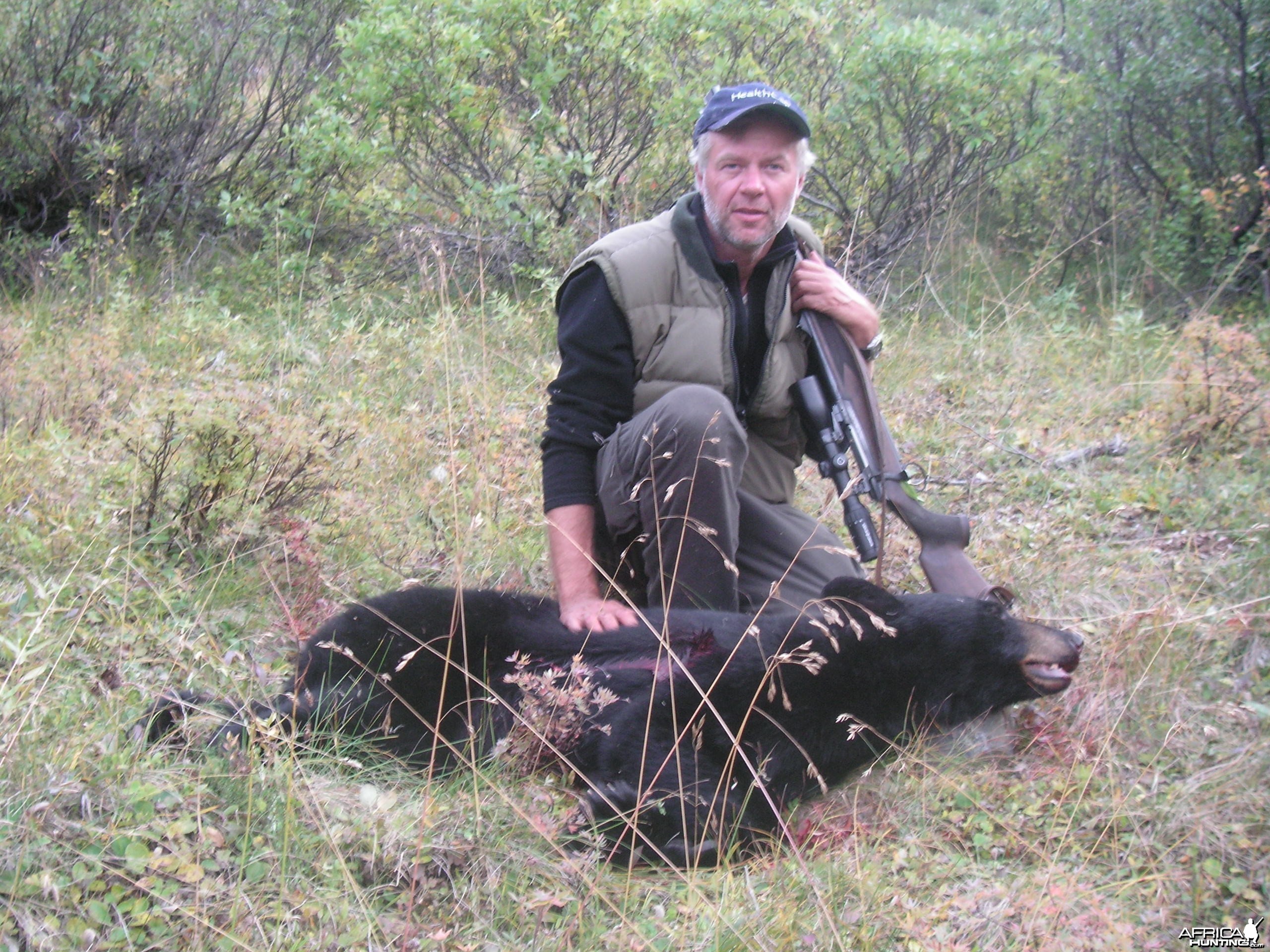 black bear in alaska