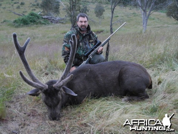 Sambar Deer - Australia