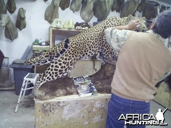 The artist... my friend Juan Carlos mounting the Leopard
