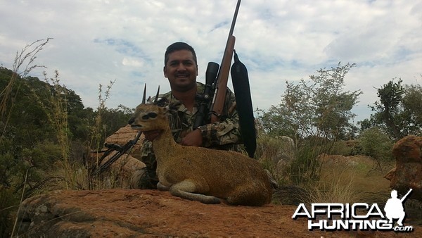 Klipspringer