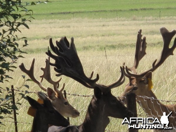 Fallow Deer