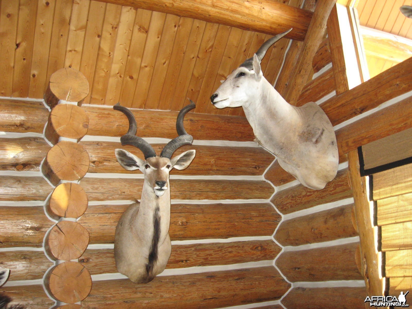 pic of my kudu bull and eland bull.